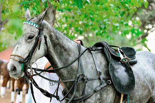 caballo caballo